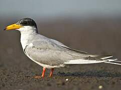 River Tern