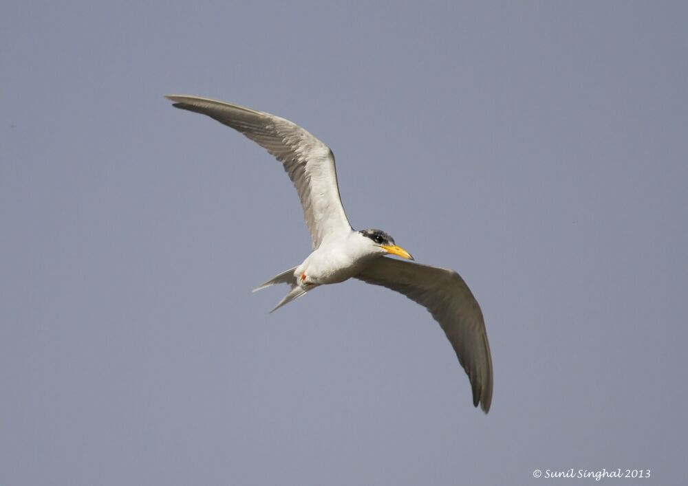 River Tern