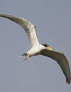 River Tern