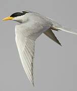 River Tern