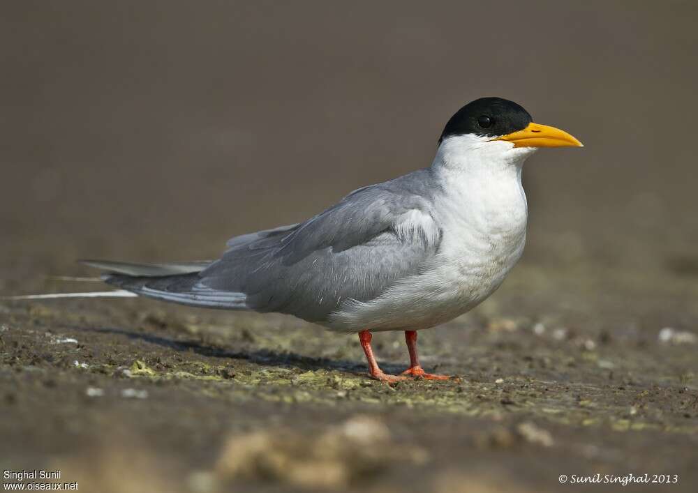 River Ternadult breeding, identification