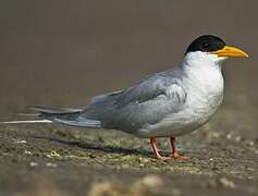 River Tern