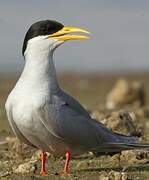 River Tern