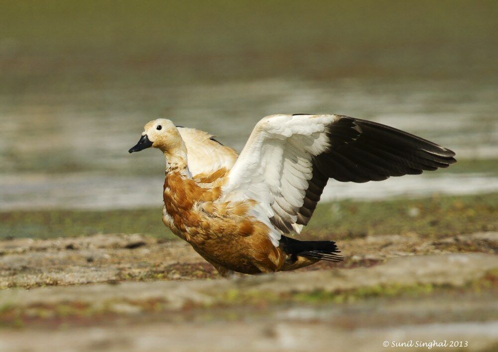 Ruddy Shelduck