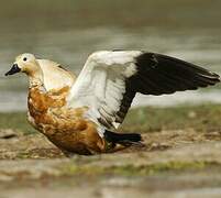 Ruddy Shelduck