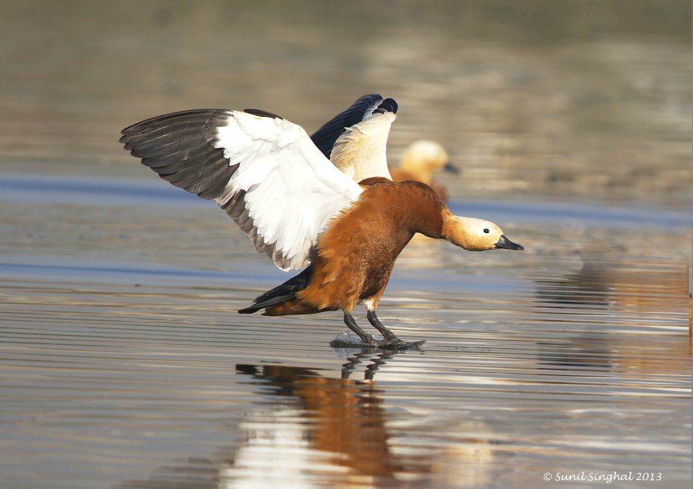 Ruddy Shelduck