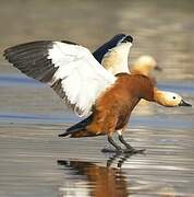 Ruddy Shelduck