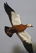 Ruddy Shelduck