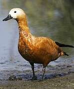 Ruddy Shelduck