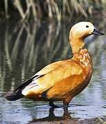 Ruddy Shelduck