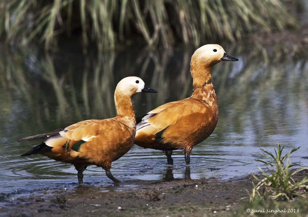 Ruddy Shelduck