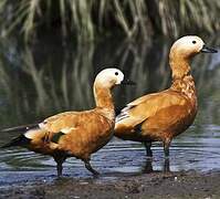 Ruddy Shelduck