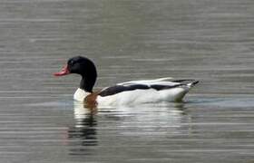 Common Shelduck