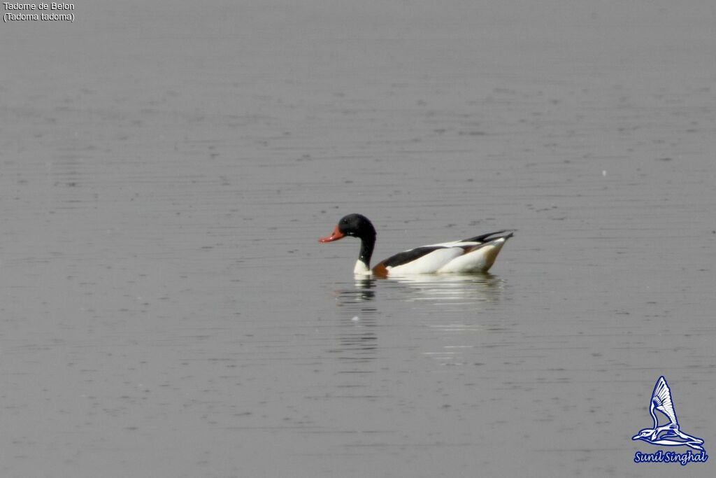 Common Shelduck, identification, close-up portrait, swimming, Behaviour