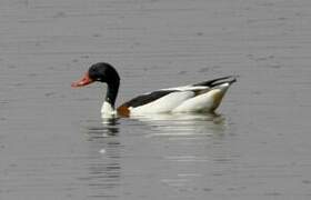 Common Shelduck