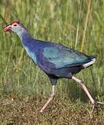 Grey-headed Swamphen