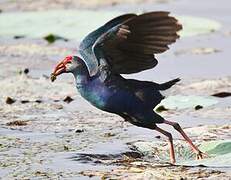 Grey-headed Swamphen