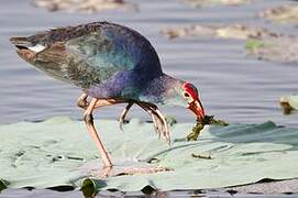 Grey-headed Swamphen