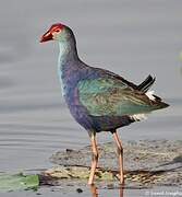 Grey-headed Swamphen