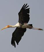 Painted Stork