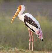 Painted Stork