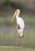 Painted Stork