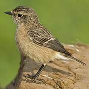 Siberian Stonechat