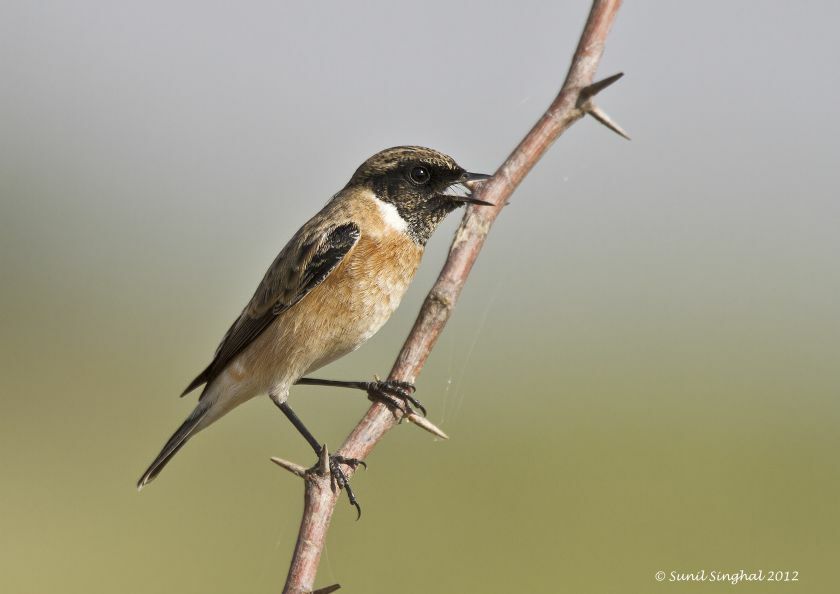 Siberian Stonechat