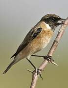 Siberian Stonechat