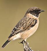 Siberian Stonechat