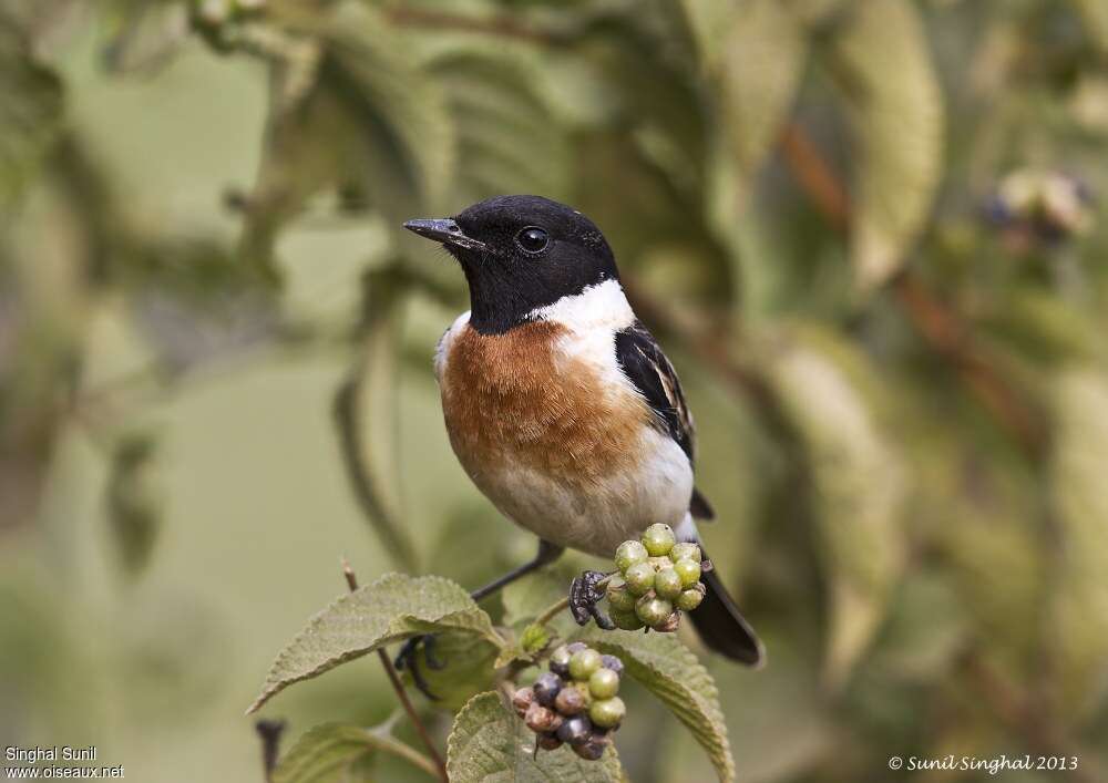 Siberian Stonechat male adult breeding, close-up portrait, pigmentation