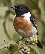 Siberian Stonechat