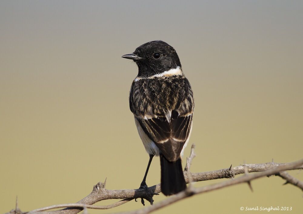 Siberian Stonechat