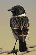 Siberian Stonechat