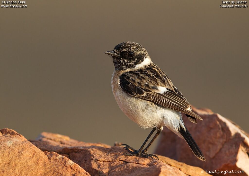 Siberian Stonechat male adult, identification