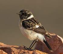 Siberian Stonechat