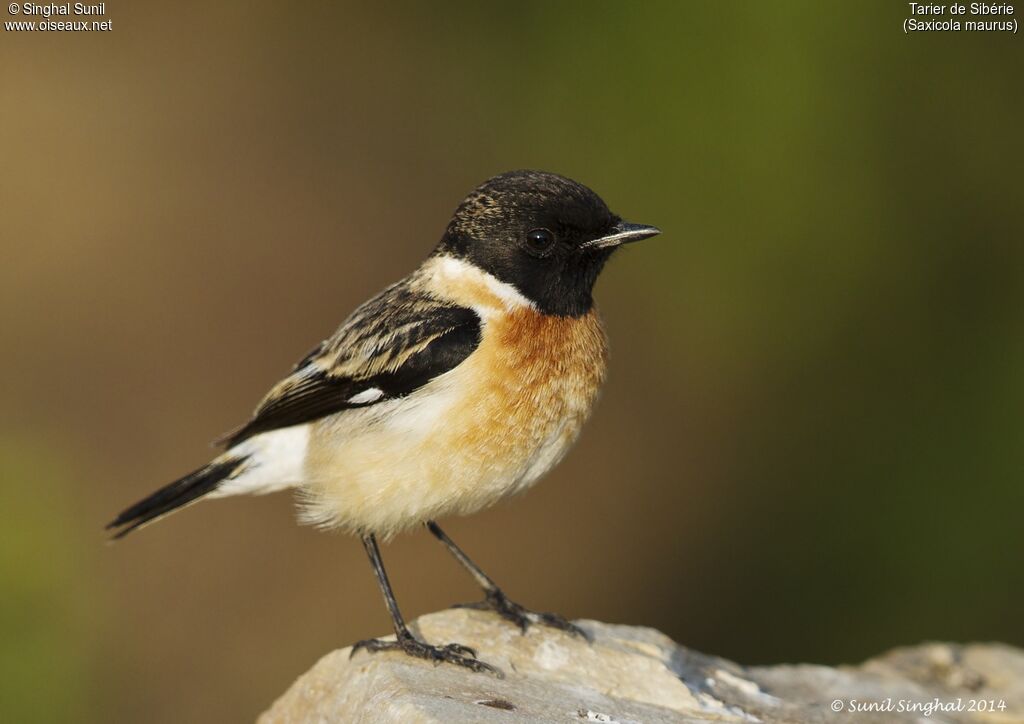 Siberian Stonechat male adult, identification