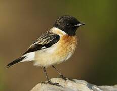 Siberian Stonechat