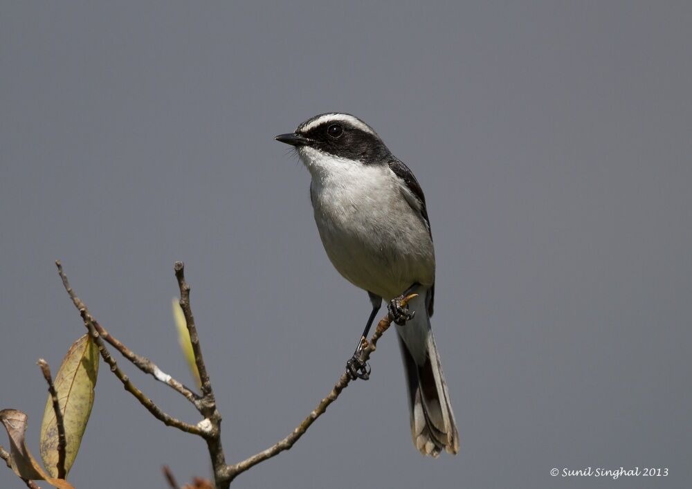 Grey Bush Chat