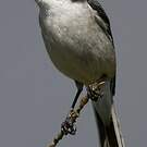 Tarier gris