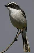 Grey Bush Chat