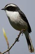 Grey Bush Chat