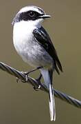 Grey Bush Chat