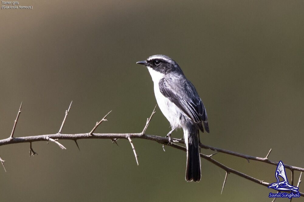 Grey Bush Chat male adult, identification