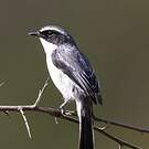 Tarier gris