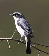 Grey Bush Chat