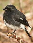 Pied Bush Chat