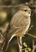 Pied Bush Chat