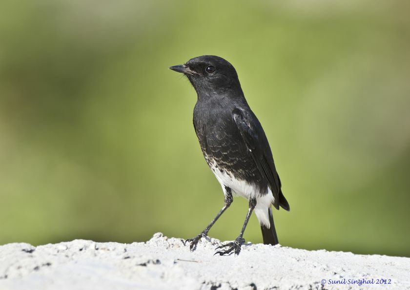 Pied Bush Chat