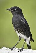 Pied Bush Chat